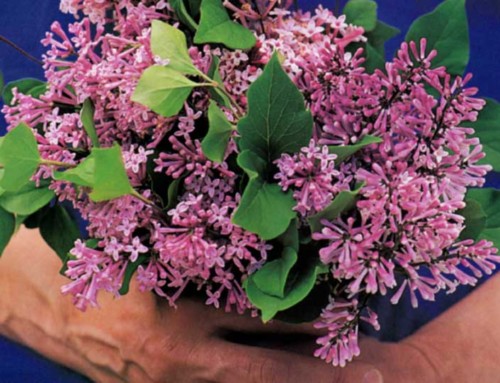 Small But Mighty Lilacs