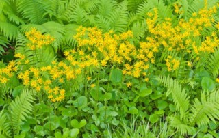 Photo of native plant, Packera aurea copyright Karen Bussolini