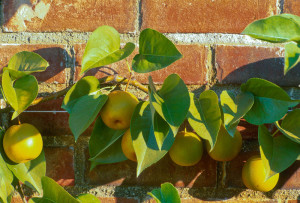 Espaliered Asian pears, photo copyright Karen Bussolini