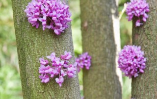 Redbud (Cercis canadensis) flowers growing out of trunk. Photo copyright Karen Bussolini