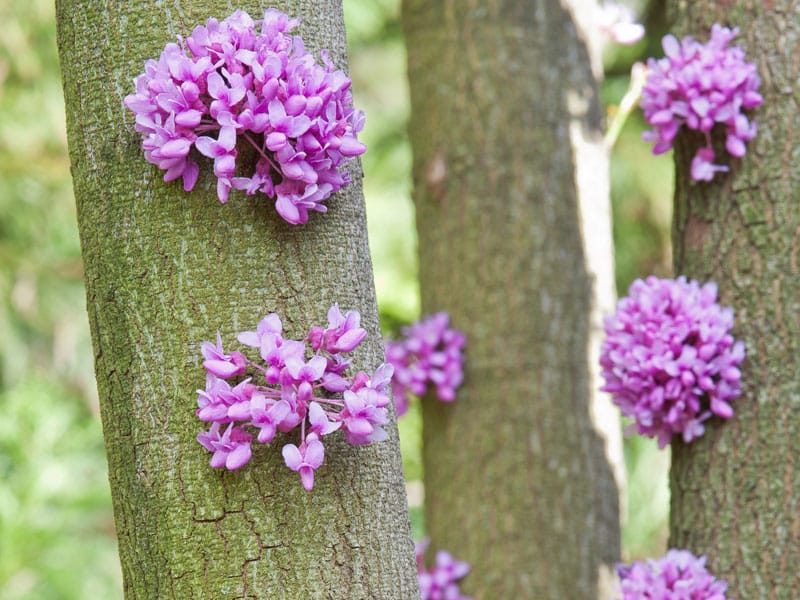 Redbud (Cercis canadensis) flowers growing out of trunk. Photo copyright Karen Bussolini