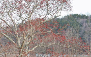 Red maples, Acer rubrum in wetland, Photo (c) Karen Bussolini
