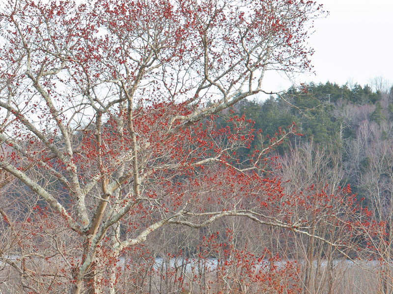 Red maples, Acer rubrum in wetland, Photo (c) Karen Bussolini