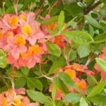 Photo of 'Rainbow' azalea flower copyright Karen Bussolini