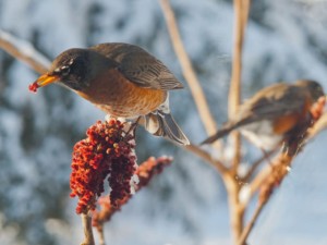 robins feeding on staghorn sumac berries, Photo (c) Karen Bussolini