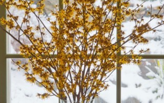 'Arnolds Promise' witch hazel blooming indoors, Photo (c) Karen Bussolini